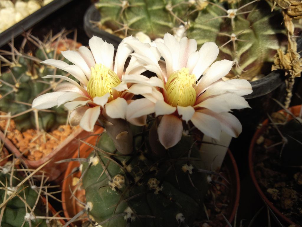 Gymnocalycium knollii